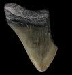 Partial, Megalodon Tooth - Georgia #56732-1